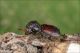 Sinoxylon_sexdentatum_Boscotrecase_6434_1000.jpg