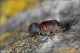 Sinoxylon_sexdentatum_Boscotrecase_6437_1000.jpg