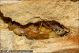 Pupa_Cerambycidae_1589.jpg