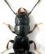 Platystethus - testa.jpg