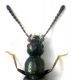 Tachyusa - testa.JPG