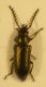 Aplocnemus sp maschio.jpg
