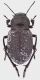 Trigonoscelis_nodosa_Kazakhstan_Dzhungarski_ALatoo_Tekeli_river_1500m_2015_23mm_grey.jpg