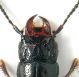 Platystethus 2.jpg