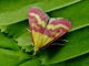 Pyrausta virginalis 013 (6).jpg