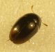 Hydrophilidae sphaerodinae 4.jpg
