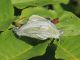 Lepidea_sinapis_s_2937.jpg