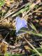 Polyommatus_s_3270.jpg