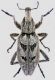 Coniocleonus.jpg