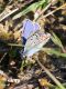 Polyommatus_s_3269.jpg