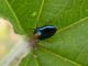 Trachys_troglodytiformis_Maccarese_22-IV-2010.jpg