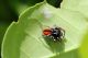 philaeus chrysops 1.jpg