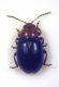 Bioblitz 2016 Chryso.1 copia.jpg
