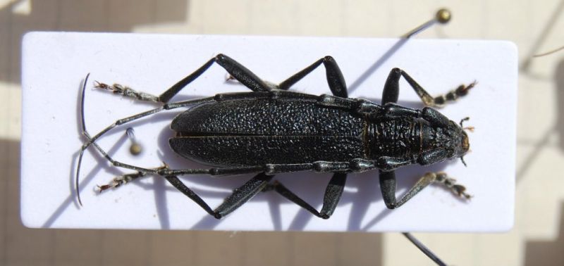 Cerambyx scopolii.jpg