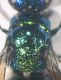 2016-05-27-18.46.11 ZS PMax.jpg