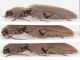Elateridae-Accesa-1-lat.jpg