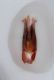 Elateridae-Accesa-2-edeago.JPG
