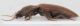 Elateridae-Accesa-3-lat.jpg