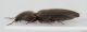 Elateridae-Accesa-5-lat.jpg