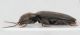 Elateridae-Accesa-6-lat.jpg
