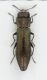 Agrilus-up.jpg