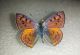 20160514 Lycaena dispar ♀ Belpasso Mt San Leo Milia.jpg