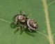 IMGP2848_Salticid_sm.JPG