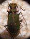 Cicindela campestris.jpg