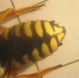 rhodanthidium 005 A.jpg