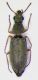 Danacea mitis m.jpg