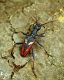 Rhagium bifasciatum_Velebit 006.jpg
