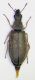 Danacea mitis f.jpg