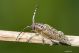 Pilemia tigrina IMG_7305.jpg