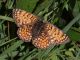 Melitaea_s_7494.jpg