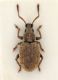 Pseudomeira-abbazzii-female-up.jpg