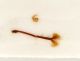 Pseudomeira-abbazzii-female-genitalia.jpg