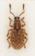 Pseudomeira-abbazzii-male-up.jpg