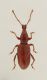 Lyxorhynchus-laurae-up.jpg