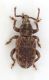 Heteromeira-caprasiae-up.jpg