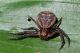 Xysticus (2).jpg