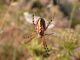 aculepeira armida.JPG