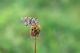 Melitaea dydima(Esper, 1779)  SAS 200516-001.jpg