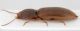 Elateridae-Capraia-2-lateral.jpg