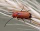 Meloidae.jpg