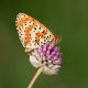 Melitaea-Didyma.jpg