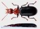 Carabidae Vietnam - Kopie (2).JPG