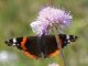 Vanessa_atalanta_8779.jpg