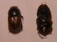 APHODIUS.jpg