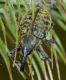 lagoLiscia280516 032mod.jpg