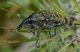 lagoLiscia280516 033mod.jpg